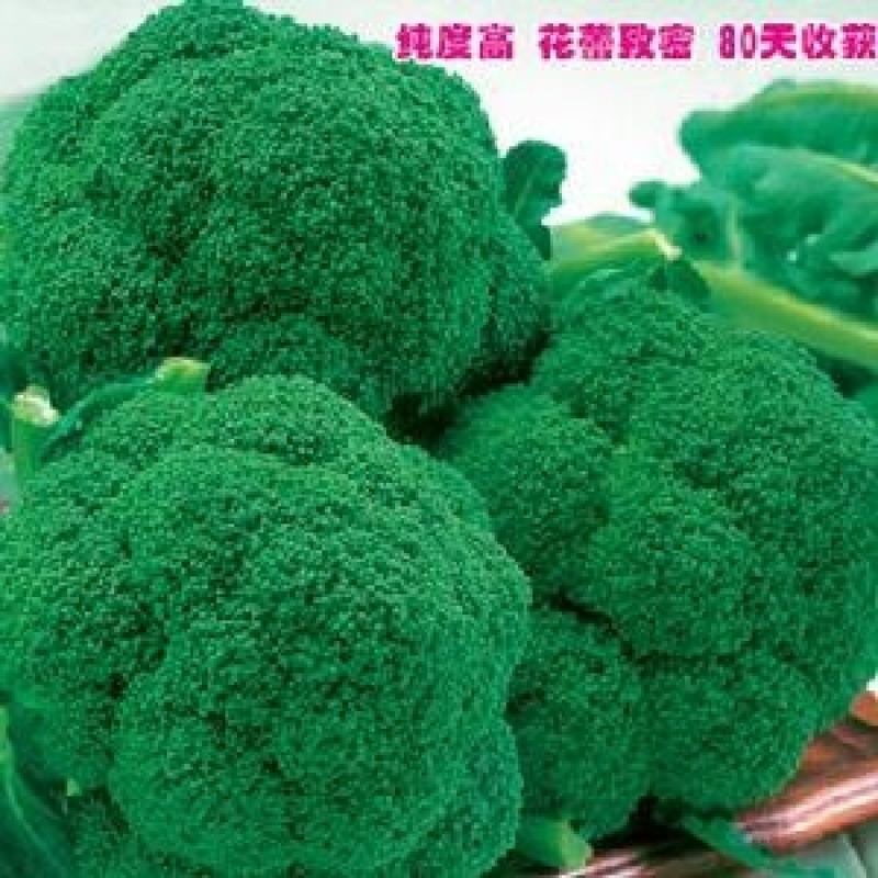 西兰花种籽西兰花种子有机蔬青甘蓝包菜花菜种子青梗花椰菜