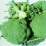 西兰花种籽西兰花种子有机蔬青甘蓝包菜花菜种子青梗花椰菜