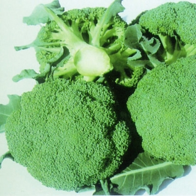 西兰花种籽西兰花种子有机蔬青甘蓝包菜花菜种子青梗花椰菜