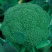 西兰花种籽西兰花种子有机蔬青甘蓝包菜花菜种子青梗花椰菜