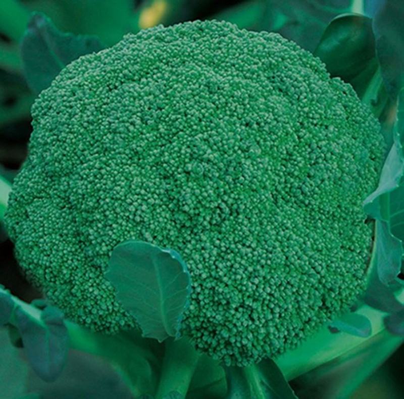 西兰花种籽西兰花种子有机蔬青甘蓝包菜花菜种子青梗花椰菜