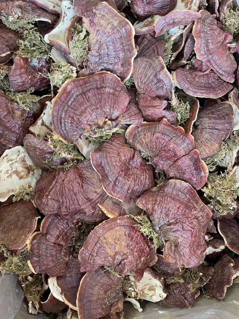 金边灵芝长白山本地大号金边灵芝带草款质量好