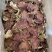 金边灵芝长白山本地大号金边灵芝带草款质量好
