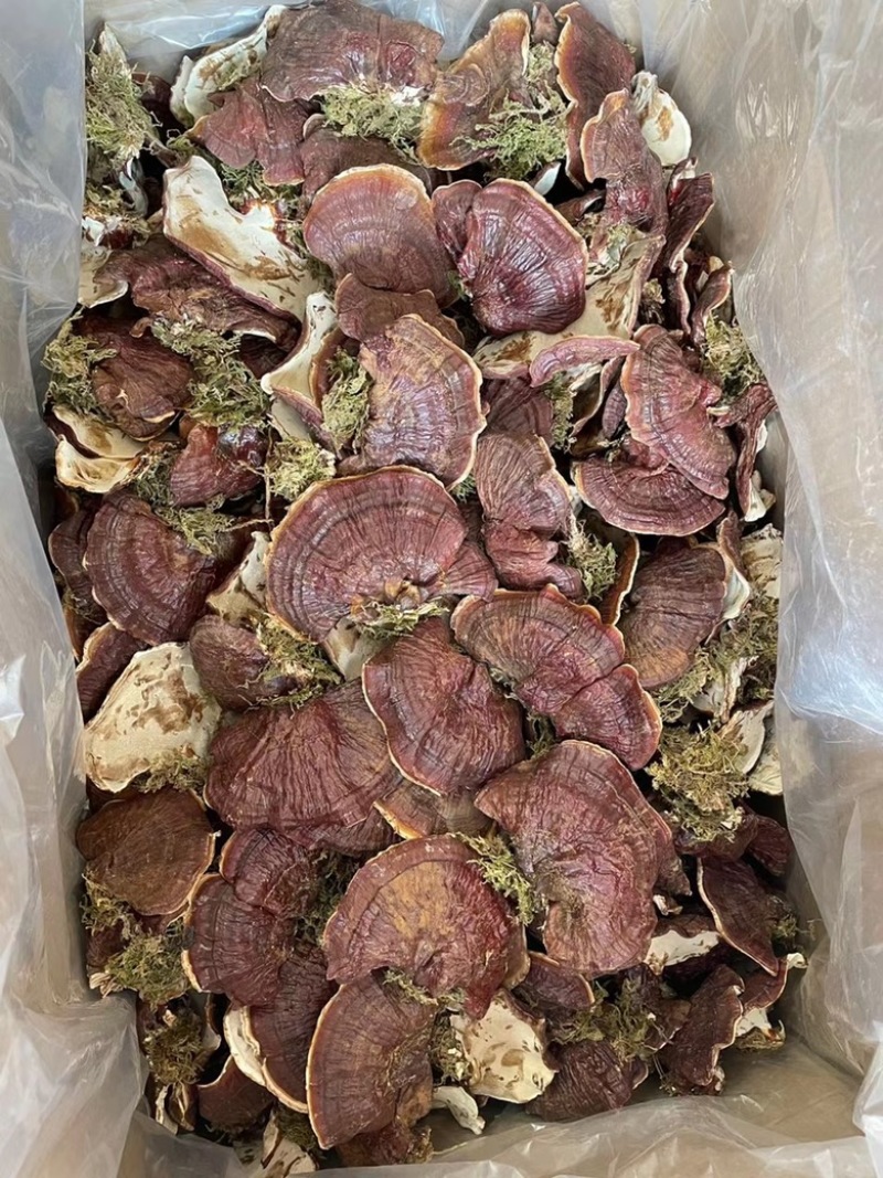 金边灵芝长白山本地大号金边灵芝带草款质量好