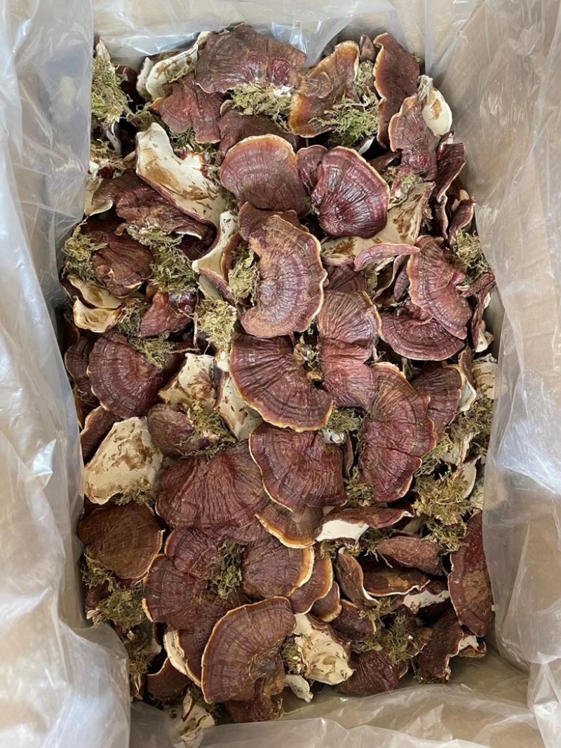 金边灵芝长白山本地大号金边灵芝带草款质量好