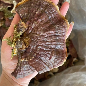 金边灵芝长白山本地大号金边灵芝带草款质量好