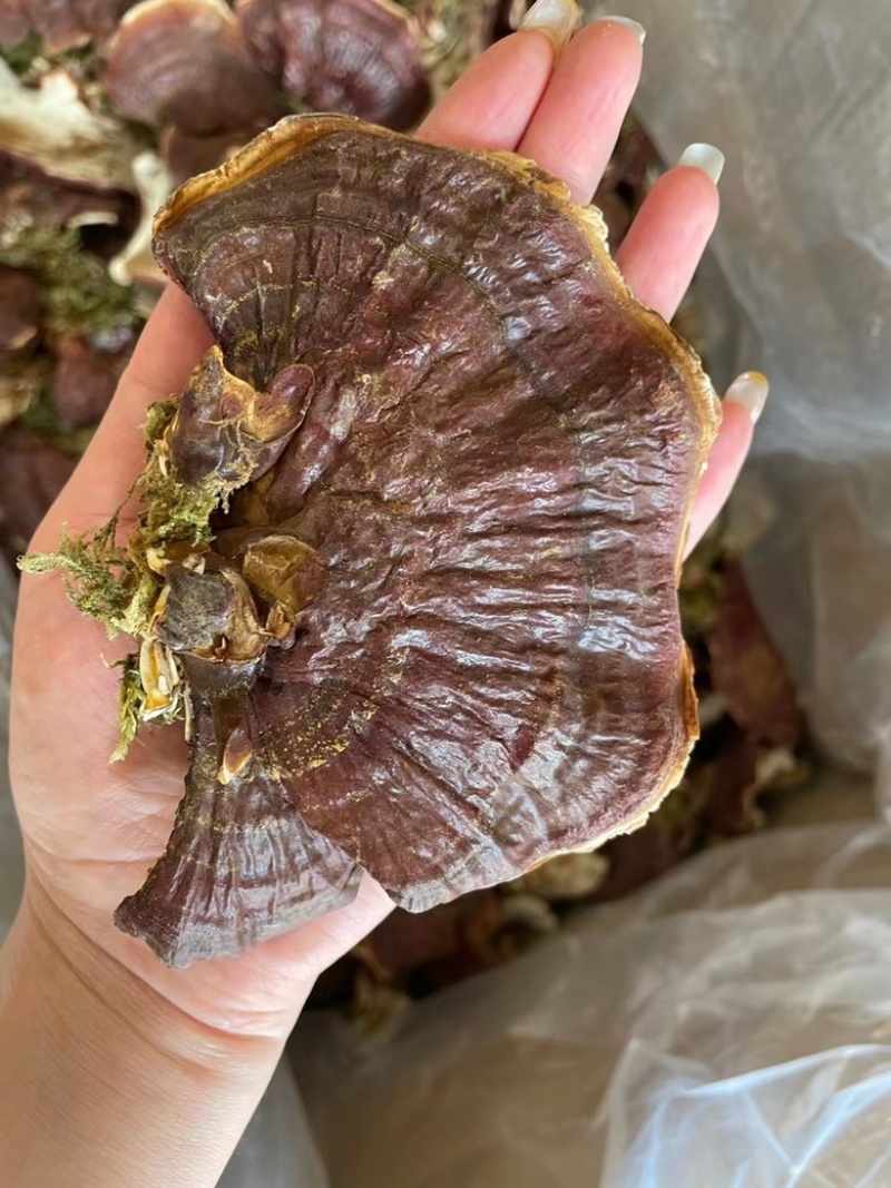 金边灵芝长白山本地大号金边灵芝带草款质量好