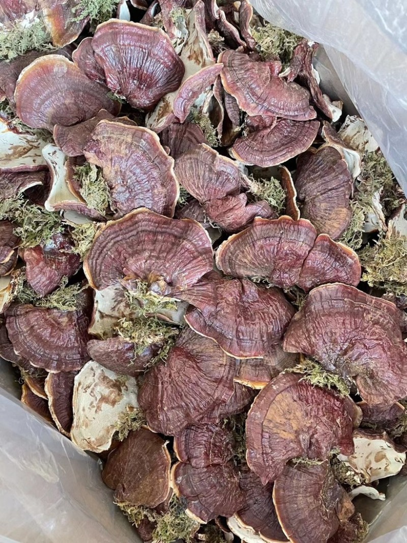 金边灵芝长白山本地大号金边灵芝带草款质量好