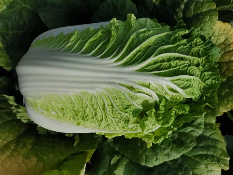 产地直供，黄心大白菜，小义和秋白菜，春夏王白菜，货源充足