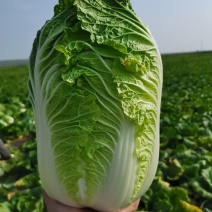 产地直供，黄心大白菜，小义和秋白菜，春夏王白菜，货源充足