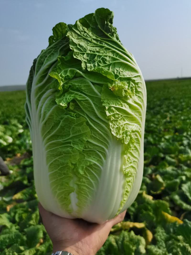 产地直供，黄心大白菜，小义和秋白菜，春夏王白菜，货源充足