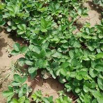 奶油草莓苗抗病能力强产量高易管理口感好适合采摘园种植成活
