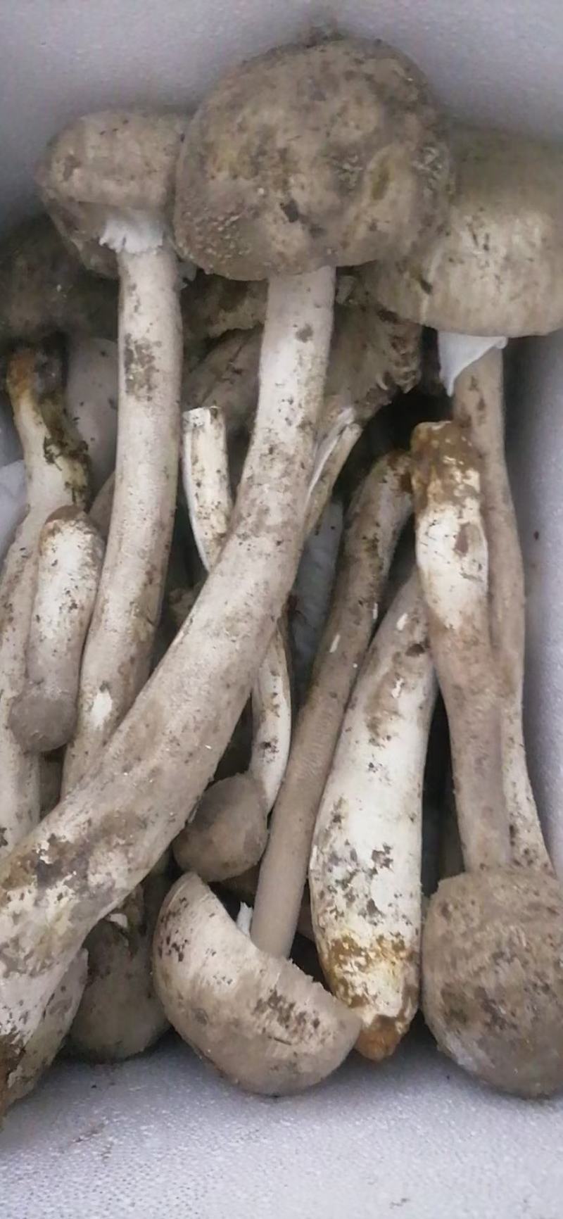 广宁泥塑菌(灰菌、松菌)新鲜当天的当季时鲜