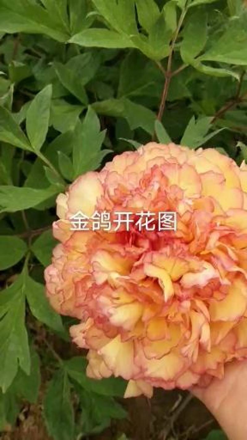 观赏牡丹苗～金阁适应能力强！抗寒耐旱！包成活！