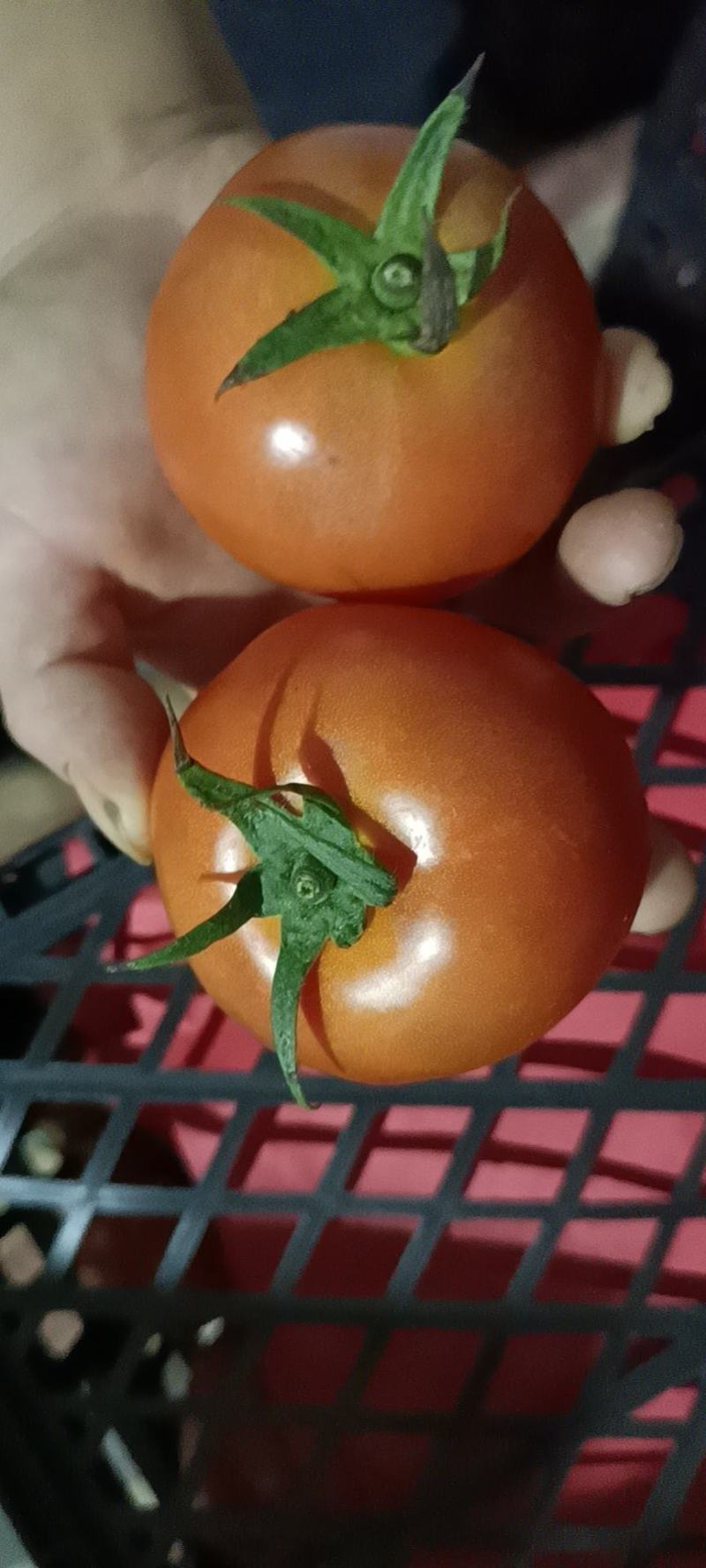 云南大红石头果，果型光滑，硬度好！