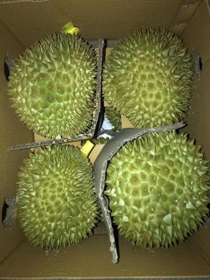 泰国「泰象」金枕江南直发新鲜进口水果泰榴莲