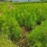 2年湿地松大量供应，带土球，大小规格齐全