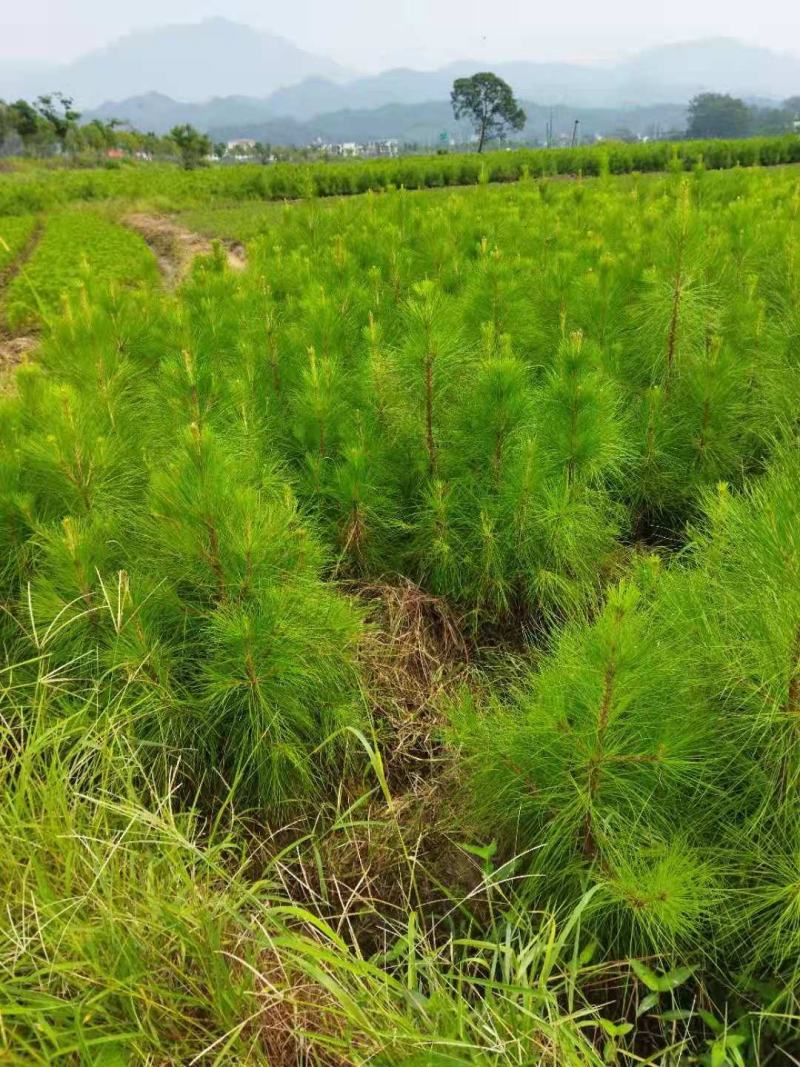 2年湿地松大量供应，带土球，大小规格齐全