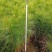 2年湿地松大量供应，带土球，大小规格齐全