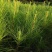 2年湿地松大量供应，带土球，大小规格齐全