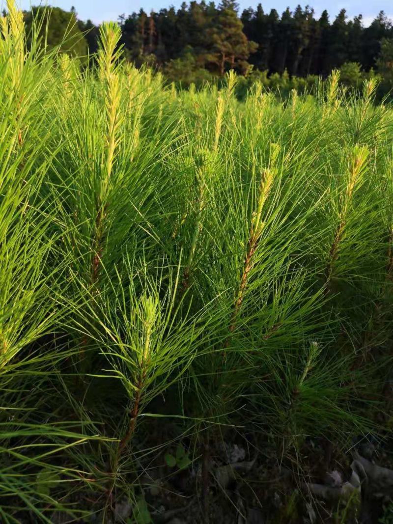 2年湿地松大量供应，带土球，大小规格齐全