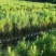 2年湿地松大量供应，带土球，大小规格齐全