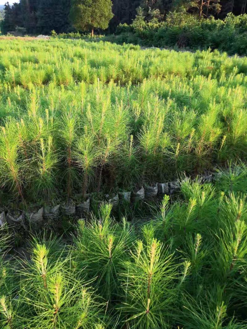 2年湿地松大量供应，带土球，大小规格齐全