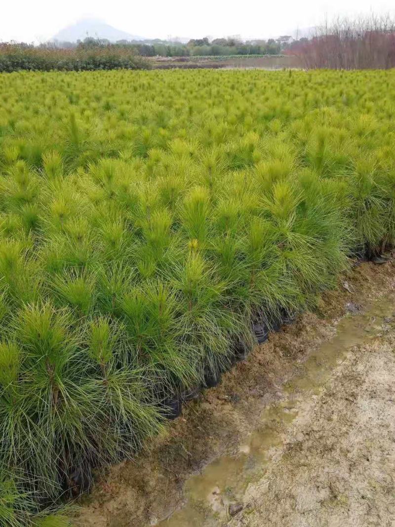 2年湿地松大量供应，带土球，大小规格齐全