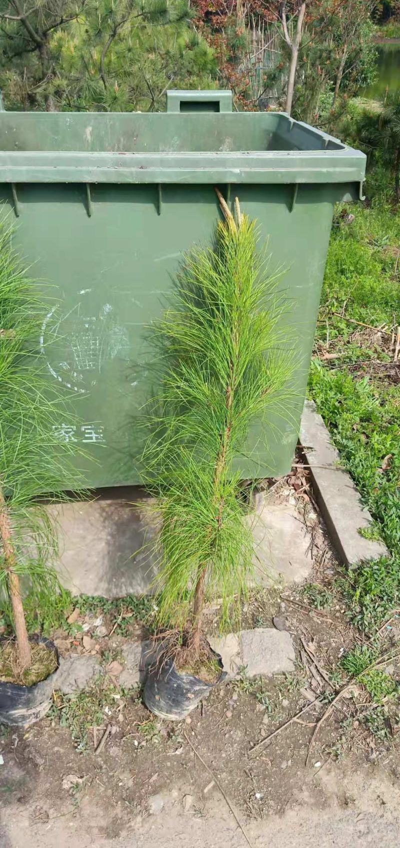 2年湿地松大量供应，带土球，大小规格齐全