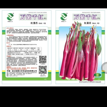 红菜苔杂交一代，无苦味，