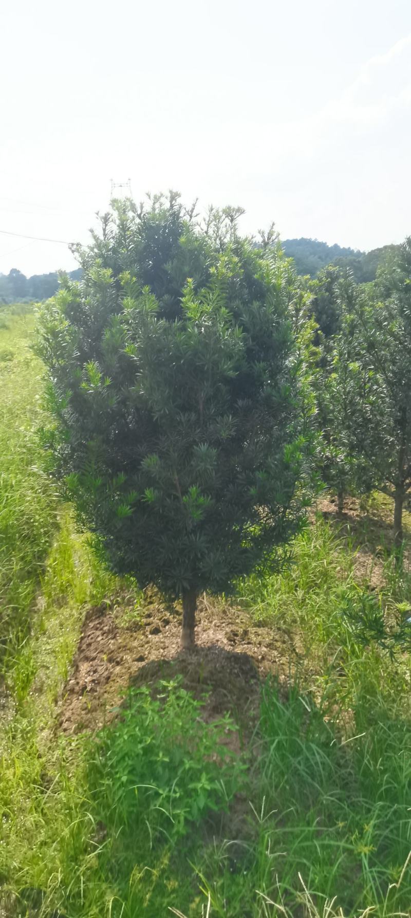 大量供应5公分罗汉松，中叶罗汉松，江西直供，自产自销