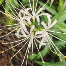 野生石蒜，彼岸花各种颜色