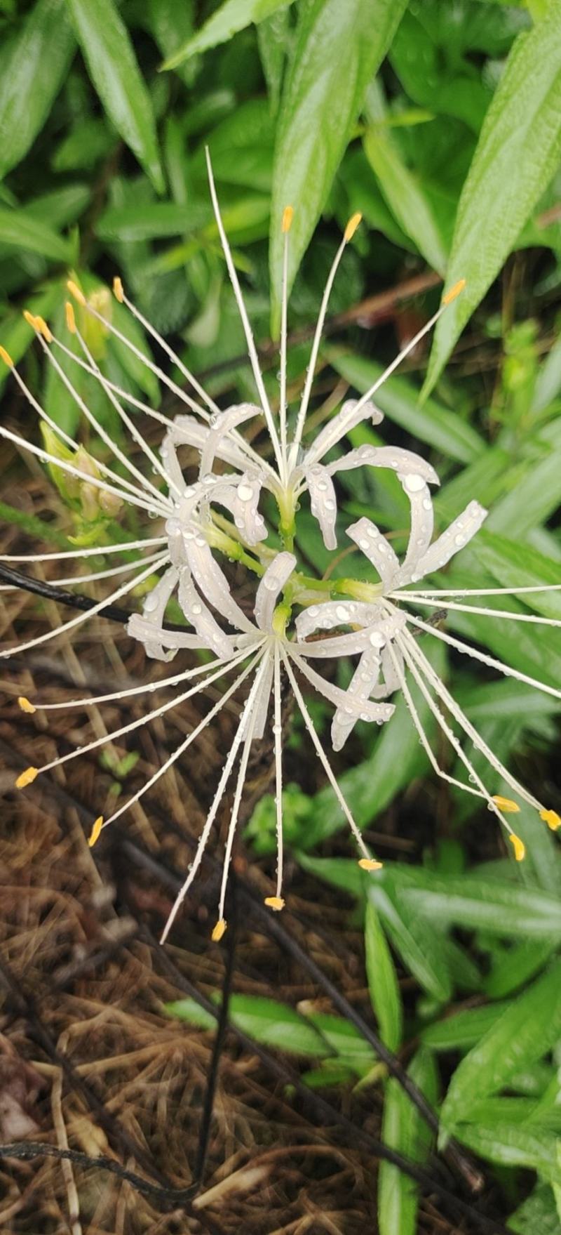 野生石蒜，彼岸花各种颜色