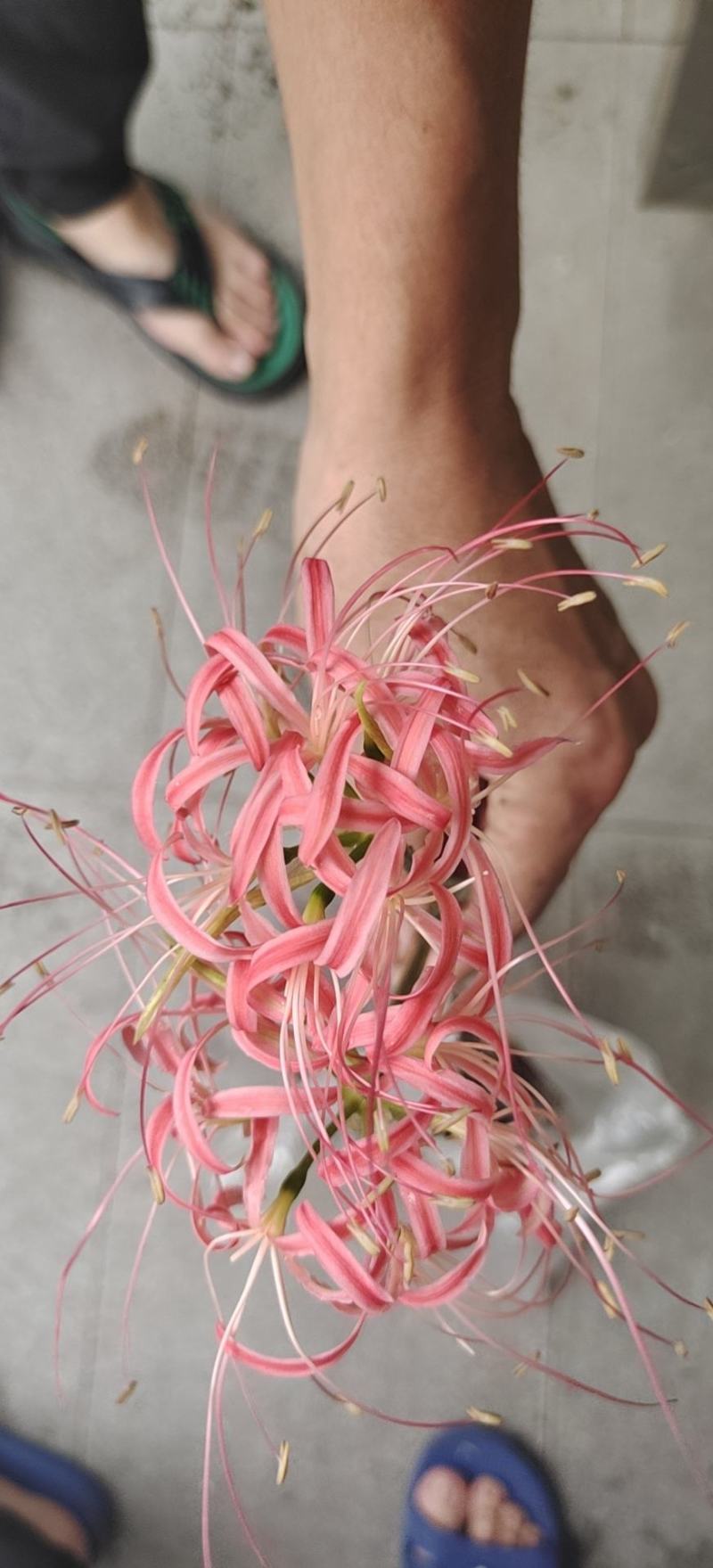 野生石蒜，彼岸花各种颜色