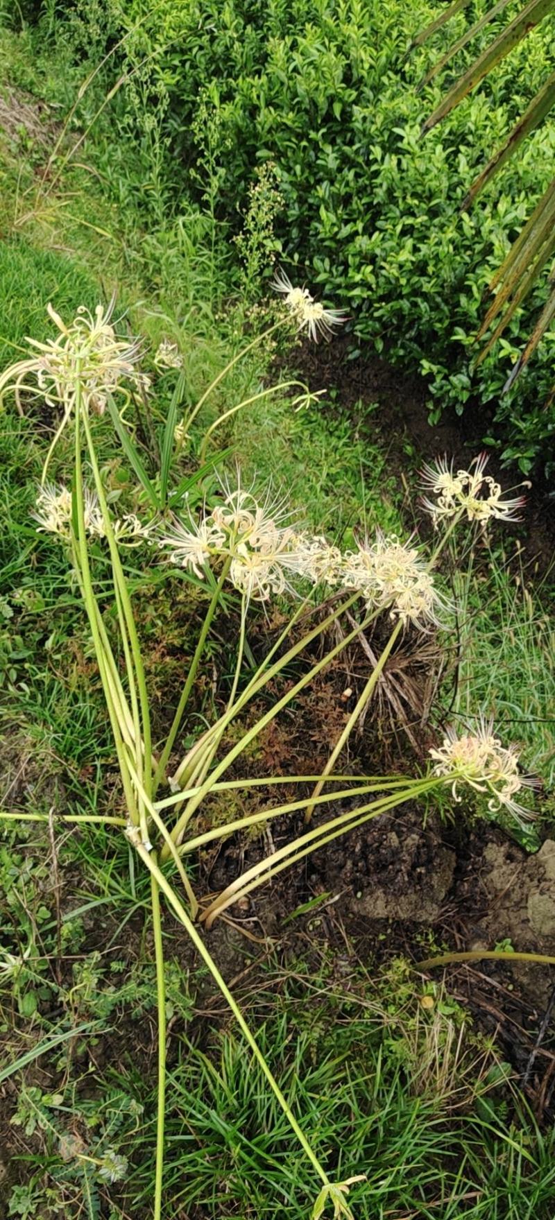 野生石蒜，彼岸花各种颜色
