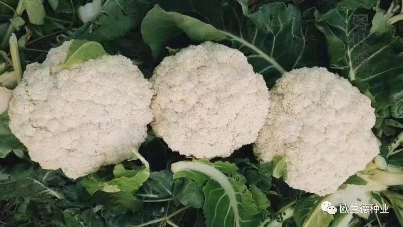 抗热免盖菜花苗，青梗白面小米粒苗圃直发包成活包技术