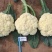 抗热免盖菜花苗，青梗白面小米粒苗圃直发包成活包技术