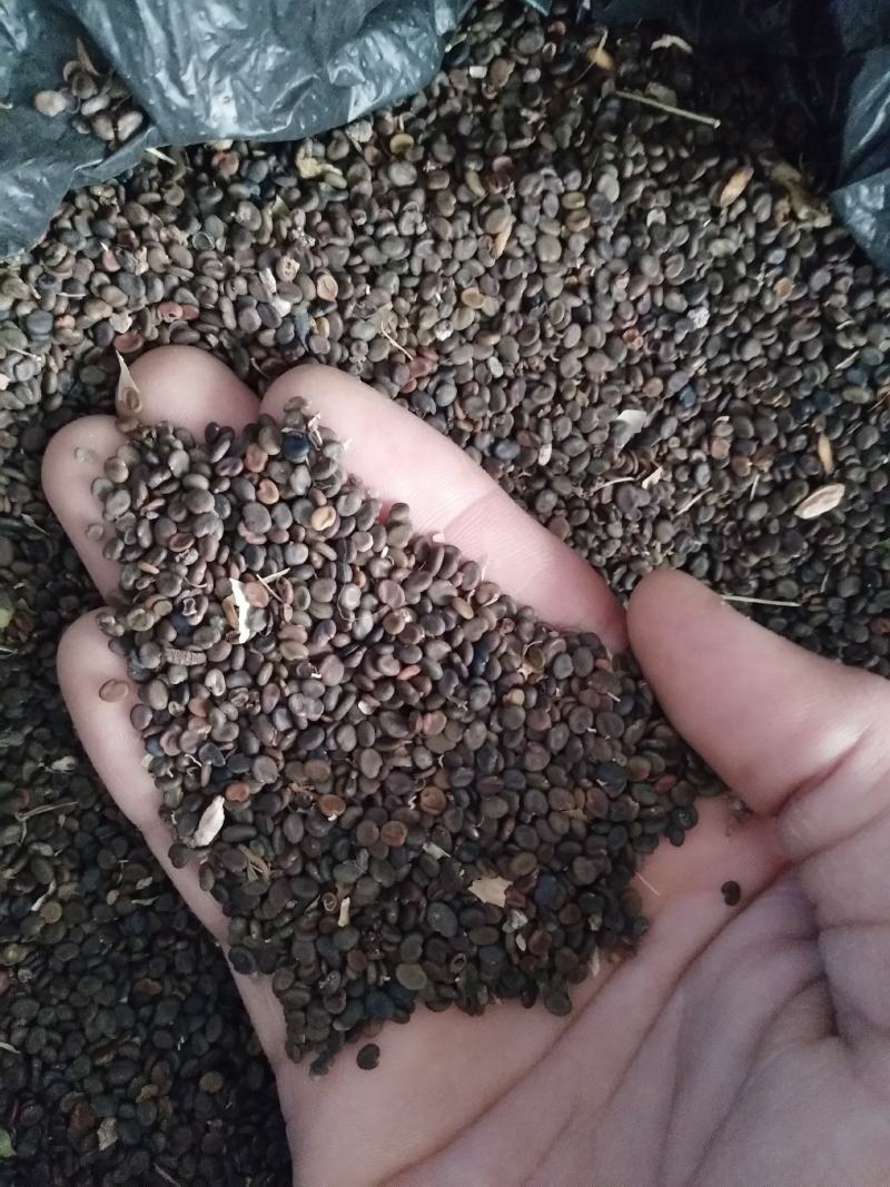 底杆黄芪籽