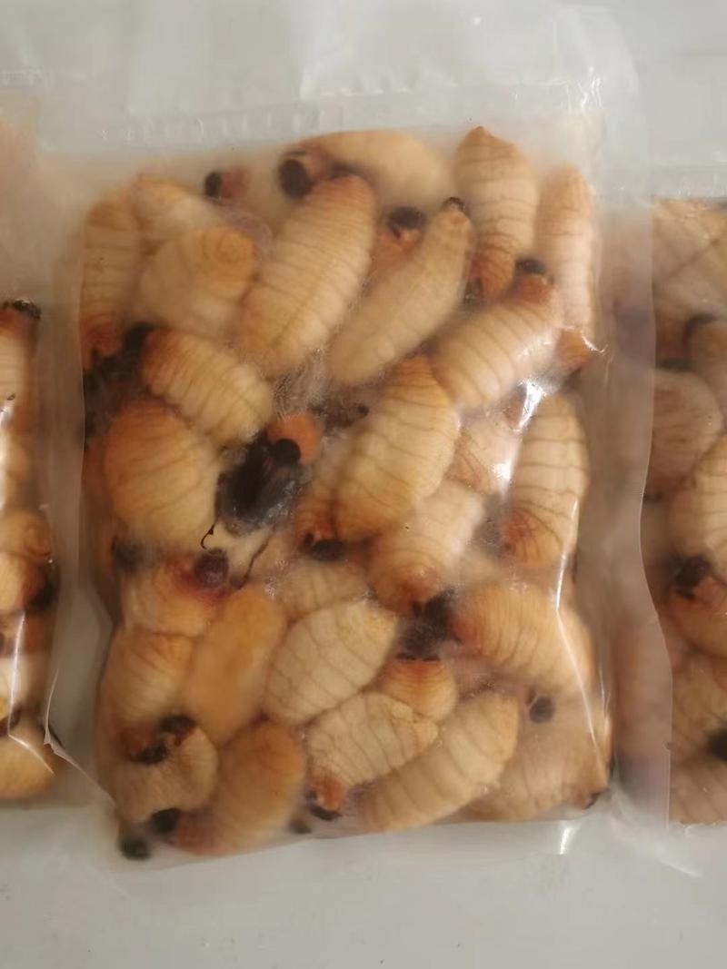 广宁竹虫笋蛆高蛋白当季时鲜特产肥美