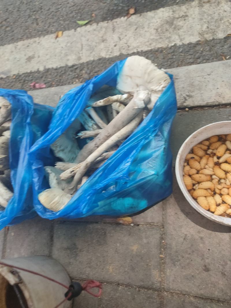 广宁竹虫笋蛆高蛋白当季时鲜特产肥美