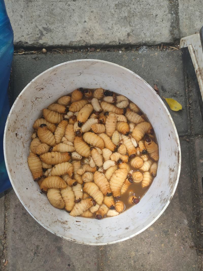 广宁竹虫笋蛆高蛋白当季时鲜特产肥美