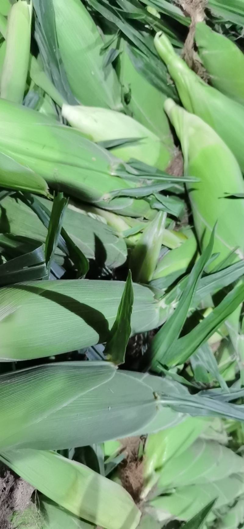 广西海丰水果玉米大量上市！长期供应精品优质太阳花