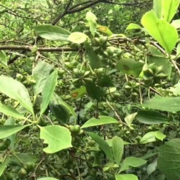 广东大山新鲜八角大量上市欢迎订购鲜八角