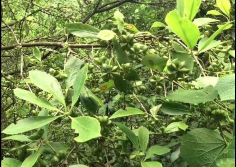 广东大山新鲜八角大量上市欢迎订购鲜八角
