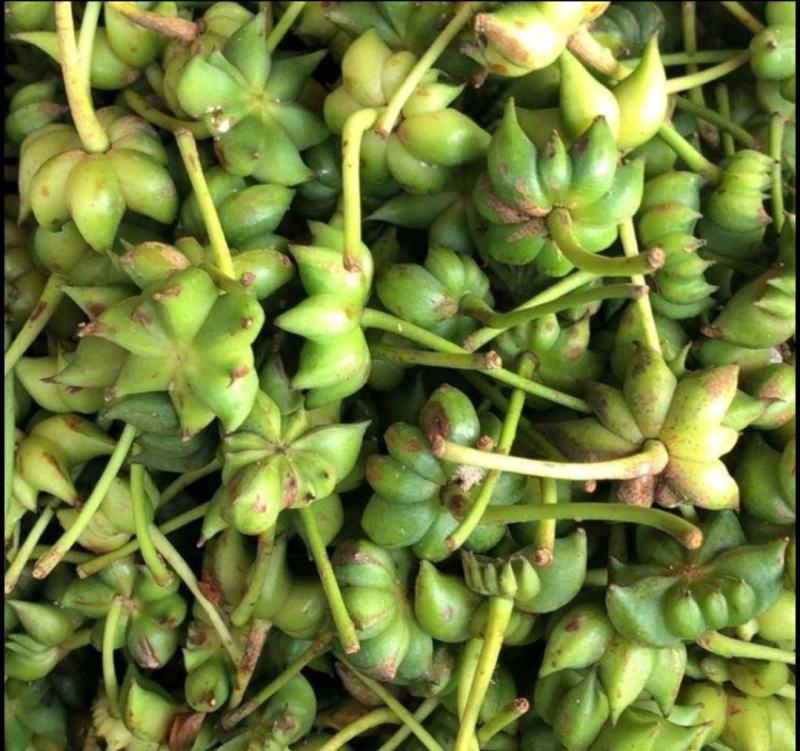 广东大山新鲜八角大量上市欢迎订购鲜八角