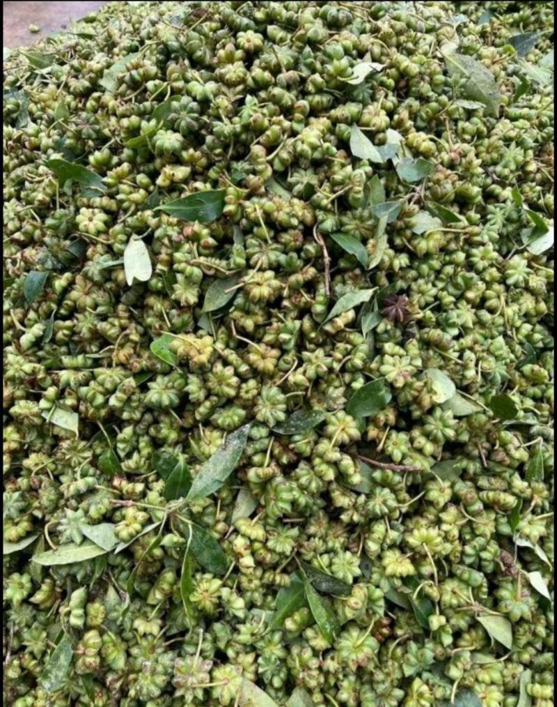 广东大山新鲜八角大量上市欢迎订购鲜八角