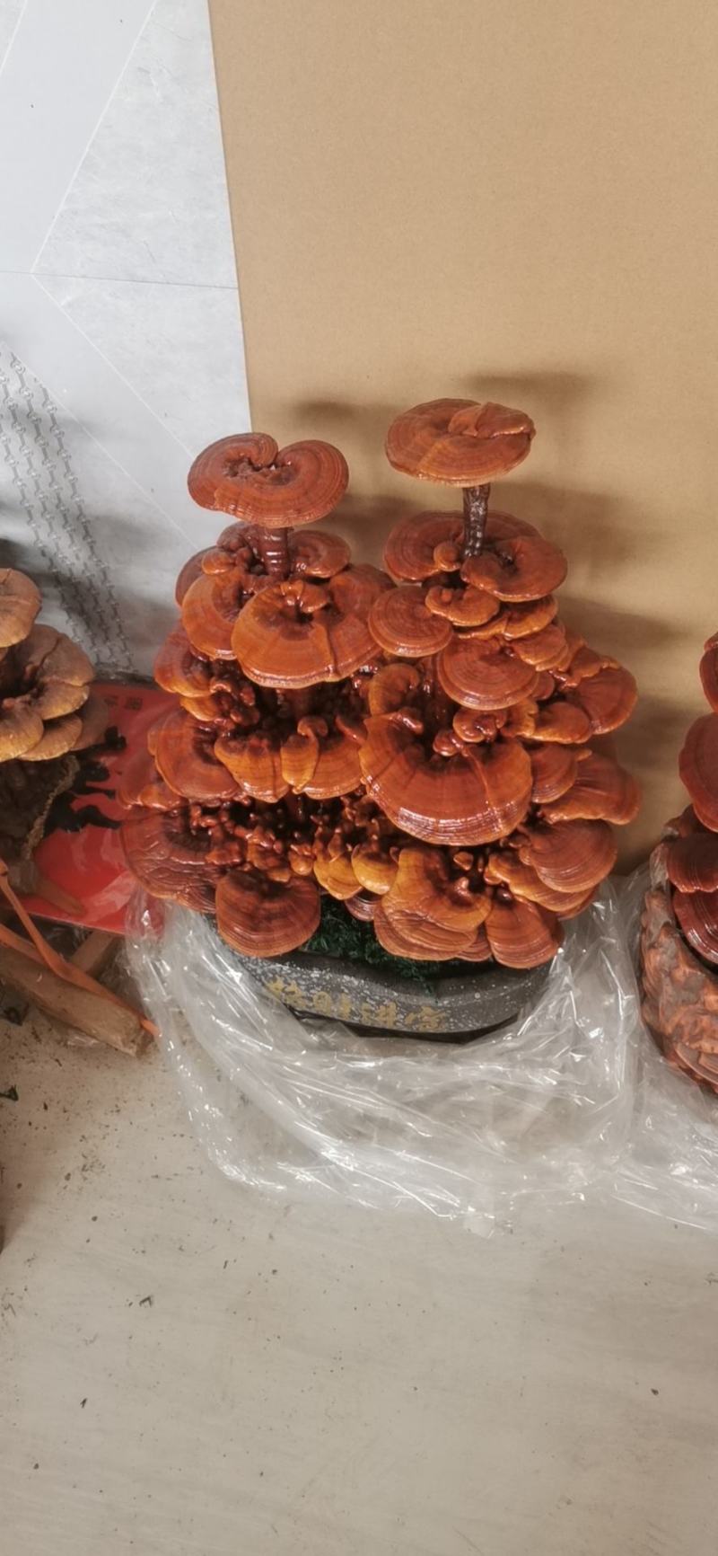 活体嫁接灵芝盆景双颗四层，单株五层