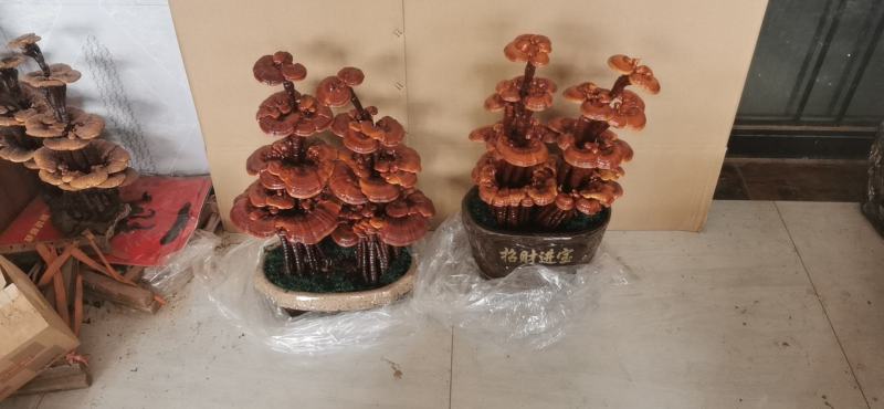 活体嫁接灵芝盆景双颗四层，单株五层