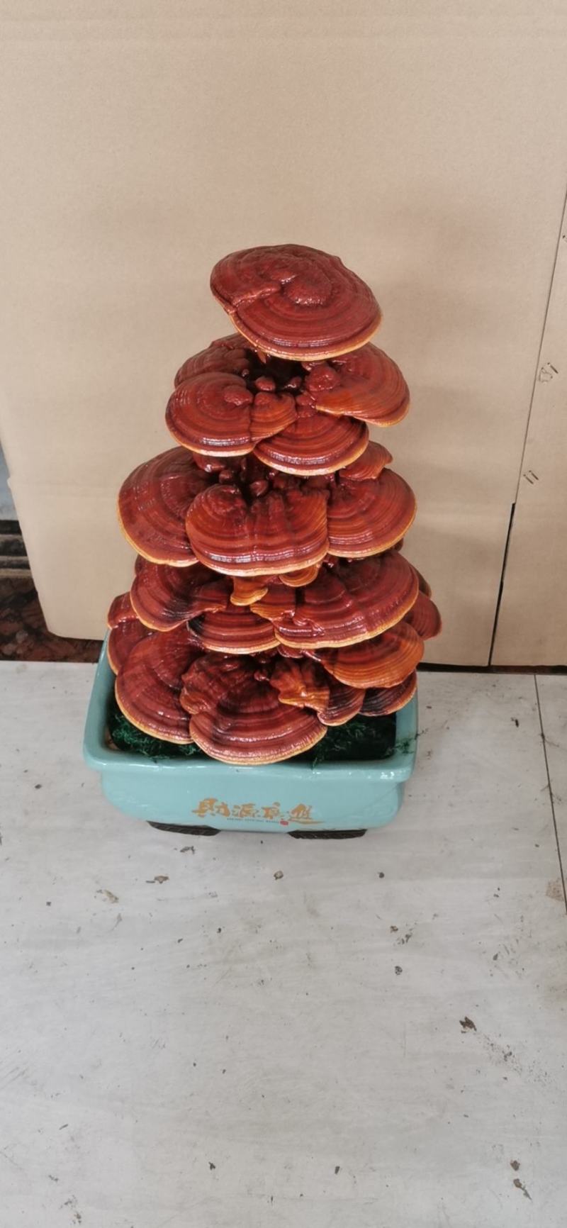 活体嫁接灵芝盆景双颗四层，单株五层