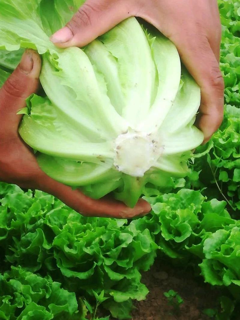 意大利生菜种子春季夏秋冬季阳台盆栽耐抽薹玻璃青菜种籽种子